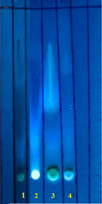 Фото 3. ТС хроматограмма при осмотре в УФ - лучах с длиной волны 365 нм. Пластины «Силуфол». Система октан-бензол (5:1).
