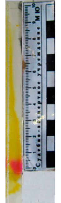 Фото 8. Тонкослойная хроматограмма после обработки 0,1% спиртовым раствором п-диметиламинокоричного альдегида, подкисленного соляной кислотой. Система октан – бензол (5:1).