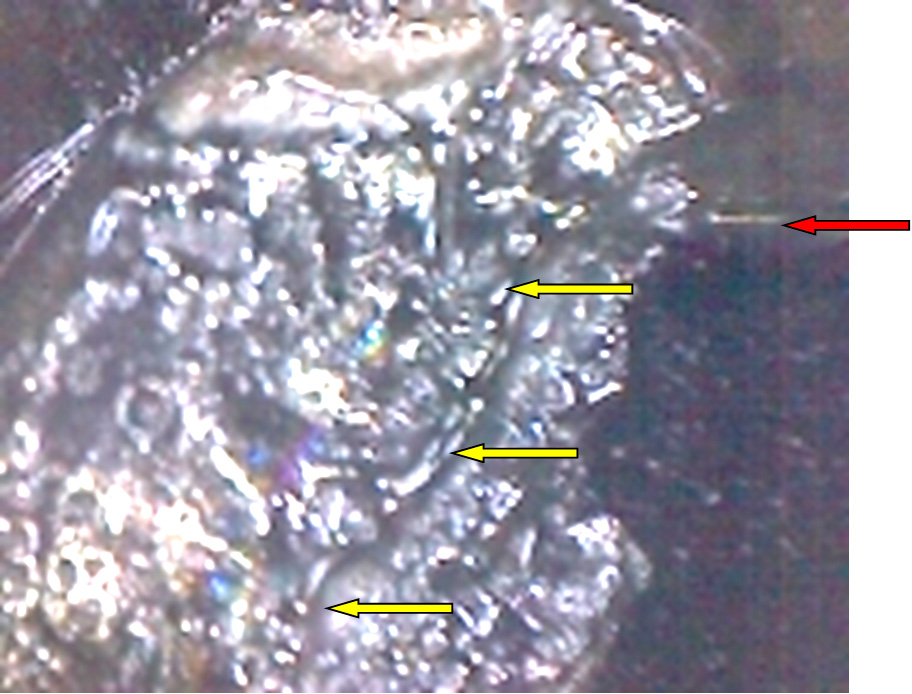 Фото 21. От очага  трещина ведёт к нижней торцевой части стекла (показано красной стрелкой); трещина проходит внутри скола (показано жёлтыми стрелками). Вид через микроскоп (увеличение в 30 раз) .
