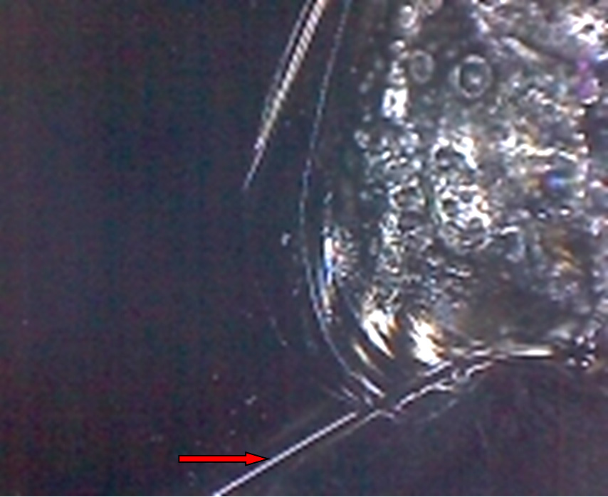 Фото 23. С прямо противоположной стороны от очага трещина выходит вверх от скола. Вид через микроскоп (увеличение в 30 раз).